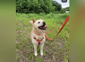 Pflegestelle an  statt Adoption lies mal, finde Deinen Hund