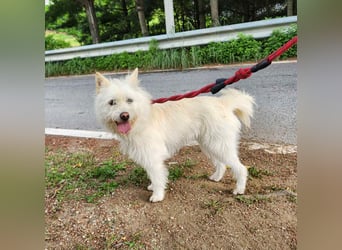 Pflegestelle an  statt Adoption lies mal, finde Deinen Hund