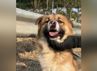 Pflegestelle an  statt Adoption lies mal, finde Deinen Hund