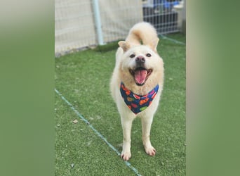 Pflegestelle an  statt Adoption lies mal, finde Deinen Hund