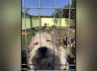 Pflegestelle Gesucht 