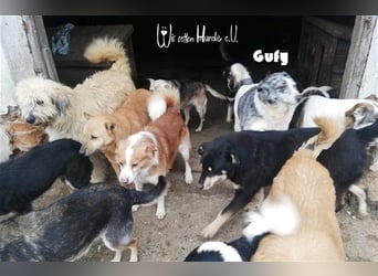 Pflegestellen GESUCHT!    Deutschlandweit von Tierschutzverein!