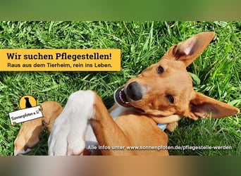 PFLEGESTELLEN GESUCHT !!!