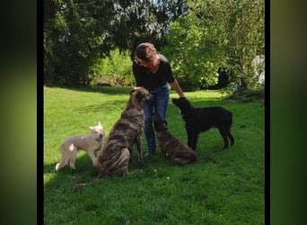 Pflegestellen gesucht!!! Raum Ravensburg bis München