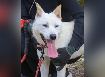Pflegestellen gesucht, für soziale, freundliche Hündin oder Rüde, Rheinland Pfalz