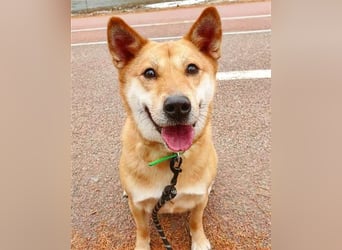 Pflegestellen gesucht, für soziale, freundliche Hündin oder Rüde, Rheinland Pfalz