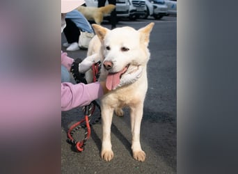 Pflegestellen gesucht, für soziale, freundliche Hündin oder Rüde, Rheinland Pfalz