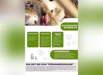 Pflegestellen gesucht, für soziale, freundliche Hündin oder Rüde, Rheinland Pfalz