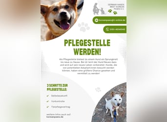 Pflegestellen gesucht, für soziale, freundliche Hündin oder Rüde, Rheinland Pfalz