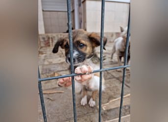 Pflegestellen gesucht!