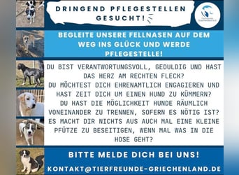Pflegestellen gesucht!