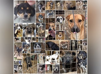 Pflegestellen gesucht