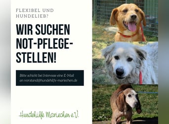 Pflegestellen Gesucht