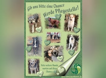 Pflegestellen in ganz Deutschland gesucht