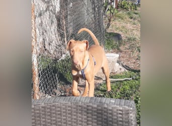 Pharaonenhund Furkan