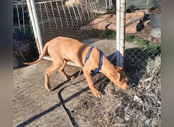 Pharaonenhund Furkan