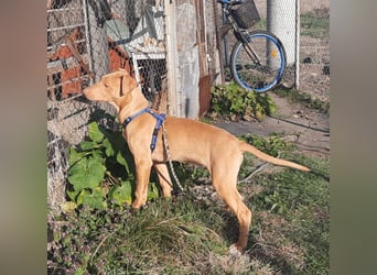 Pharaonenhund Furkan