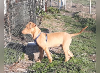 Pharaonenhund Furkan