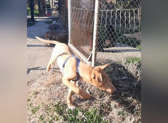 Pharaonenhund Furkan