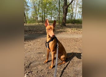 Pharaohund Odin - sensibler Begleiter wartet in Berlin