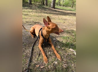Pharaohund Odin - sensibler Begleiter wartet in Berlin