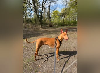 Pharaohund Odin - sensibler Begleiter wartet in Berlin