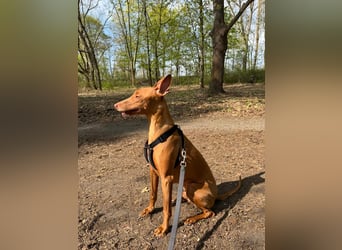 Pharaohund Odin - sensibler Begleiter wartet in Berlin