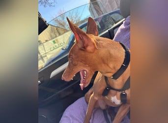 Pharaohund Odin - sensibler Begleiter wartet in Berlin