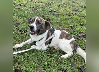 Schnitzel ein wundervolles gutmütiges Wesen