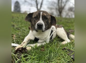 Schnitzel ein wundervolles gutmütiges Wesen