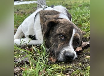 Schnitzel ein wundervolles gutmütiges Wesen
