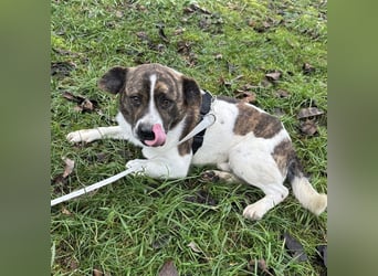 Schnitzel ein wundervolles gutmütiges Wesen