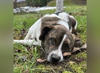 Schnitzel ein wundervolles gutmütiges Wesen
