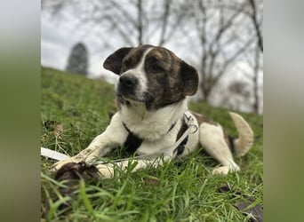 Schnitzel ein wundervolles gutmütiges Wesen