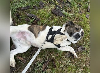 Schnitzel ein wundervolles gutmütiges Wesen