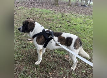 Schnitzel ein wundervolles gutmütiges Wesen