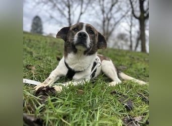 Schnitzel ein wundervolles gutmütiges Wesen