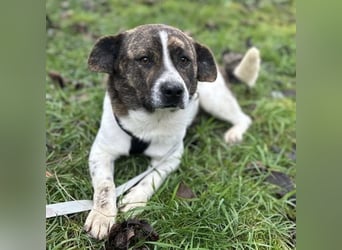 Schnitzel ein wundervolles gutmütiges Wesen