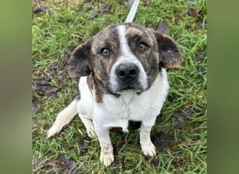 Schnitzel ein wundervolles gutmütiges Wesen