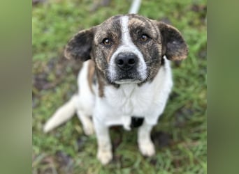 Schnitzel ein wundervolles gutmütiges Wesen