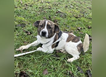 Schnitzel ein wundervolles gutmütiges Wesen