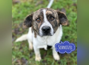 Schnitzel ein wundervolles gutmütiges Wesen