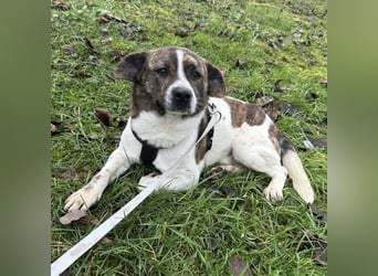 Schnitzel ein wundervolles gutmütiges Wesen