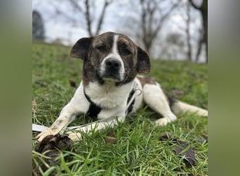 Schnitzel ein wundervolles gutmütiges Wesen