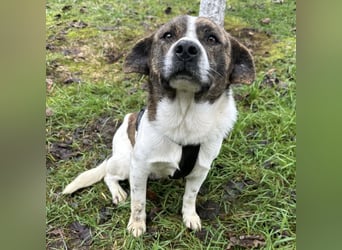Schnitzel ein wundervolles gutmütiges Wesen