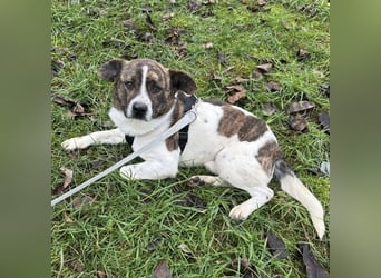 Schnitzel ein wundervolles gutmütiges Wesen