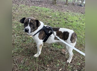 Schnitzel ein wundervolles gutmütiges Wesen