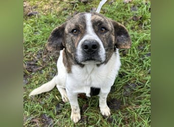 Schnitzel ein wundervolles gutmütiges Wesen