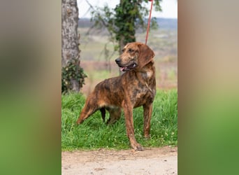 „Mina“, ca. 01.04.2024 geboren, sehr liebe, stattliche, selbstbewusste Plott Hound Mixhündin