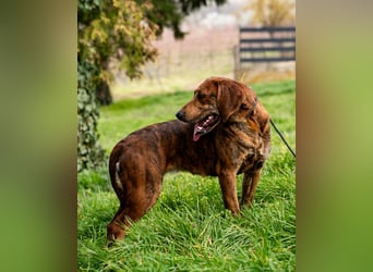„Mina“, ca. 01.04.2024 geboren, sehr liebe, stattliche, selbstbewusste Plott Hound Mixhündin